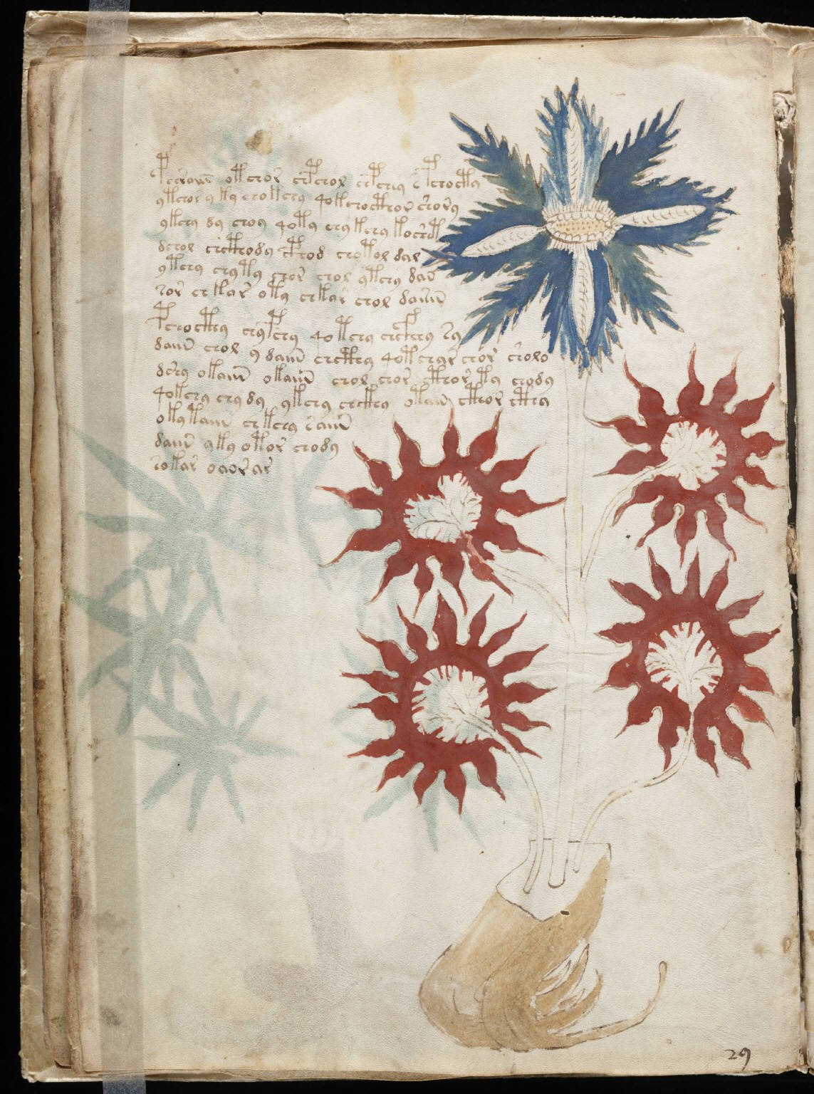 Voynich-Manuskript: Das Buch, das niemand lesen kann